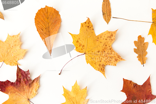 Image of dry fallen autumn leaves on white background