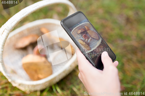 Image of close up of woman photographing mushrooms