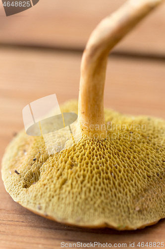 Image of close up of suillus bovinus mushroom