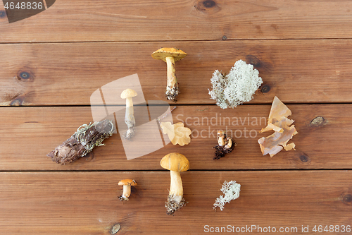 Image of edible mushrooms, moss and pine bark on wood