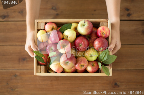 Image of woman with wooden box of ripe apples