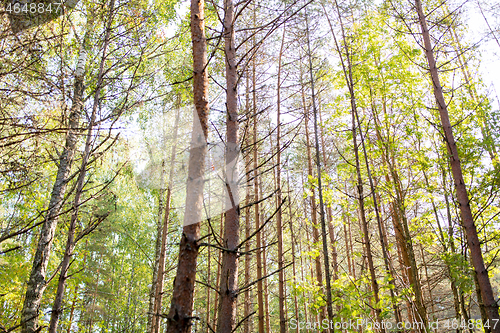 Image of mixed summer forest