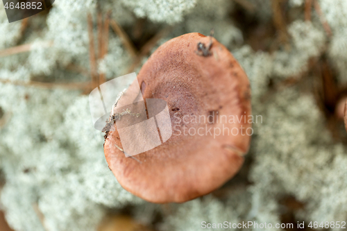 Image of lactarius rufus mushrooms in reindeer lichen moss