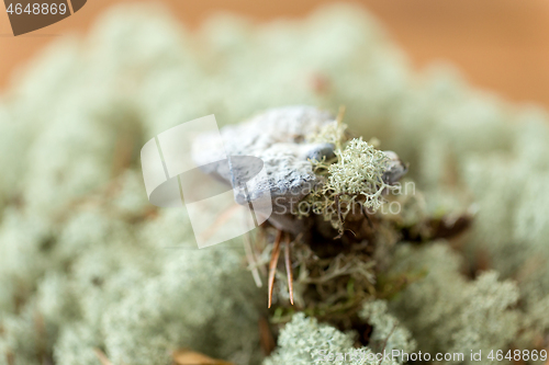 Image of hydnellum fungus on reindeer lichen moss