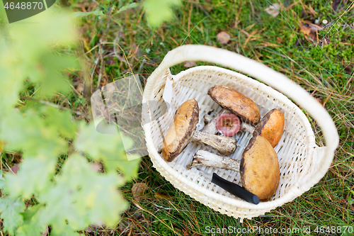 Image of basket of mushrooms and knife in autumn forest