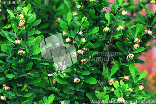 Image of Blooming Japanese Barberry Bush In The Spring Garden