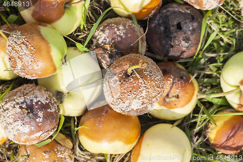 Image of rotten apples, close-up