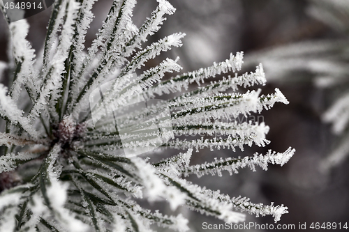 Image of Needles in the frost