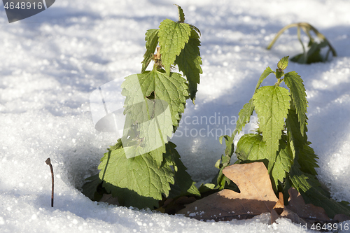 Image of Winter time, close-up