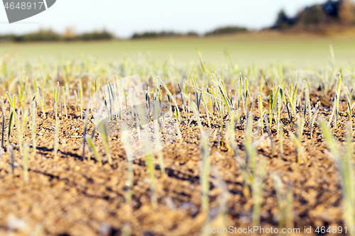 Image of green wheat in frost, close-up