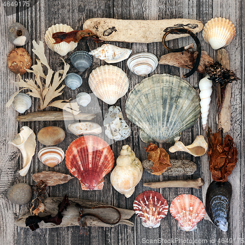 Image of Natural Seaside Treasure with Seashells Driftwood and Seaweed