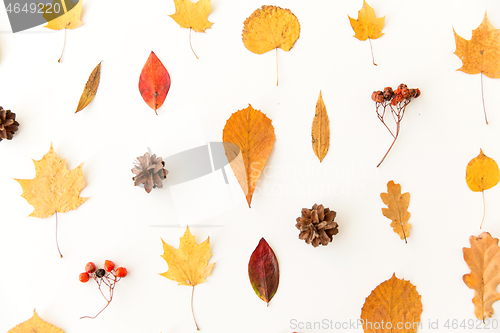 Image of dry autumn leaves, rowanberries and pine cones