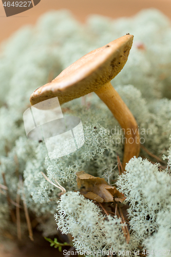 Image of suillus bovinus mushroom in reindeer lichen moss