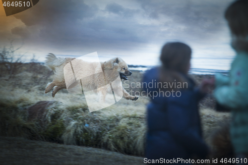 Image of Eurasier