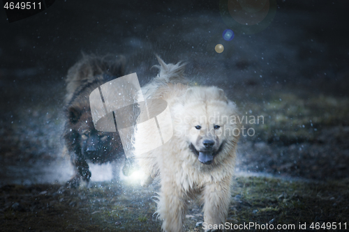 Image of Eurasier