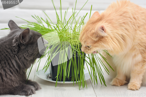 Image of Two cats eat oats sprouted in a pot