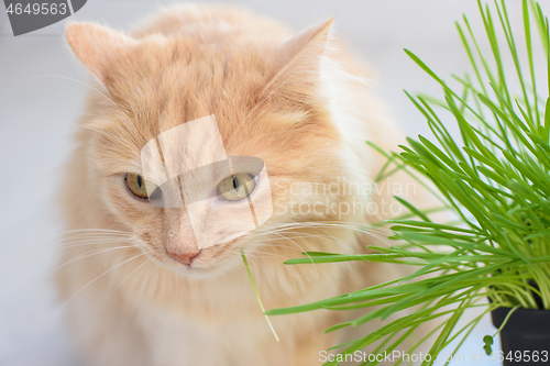 Image of Domestic cat eats grass from sprouted oats