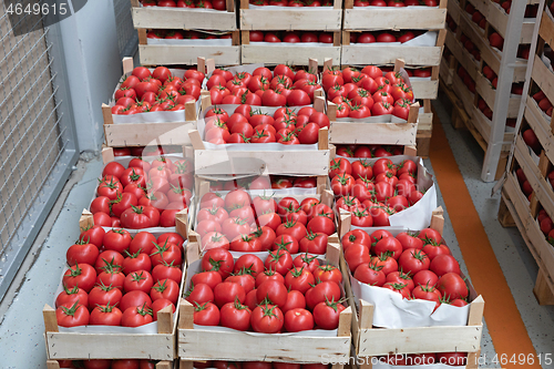 Image of Wooden Crates Tomato