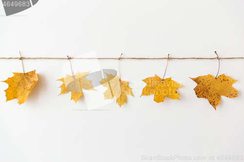 Image of dry fallen autumn maple leaves on string