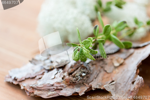 Image of close up of cowberry plant and pine tree bark