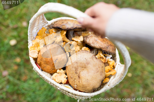 Image of close up of woman picking mushrooms in forest