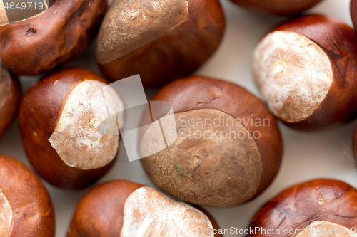 Image of close up of horse chestnuts on white background