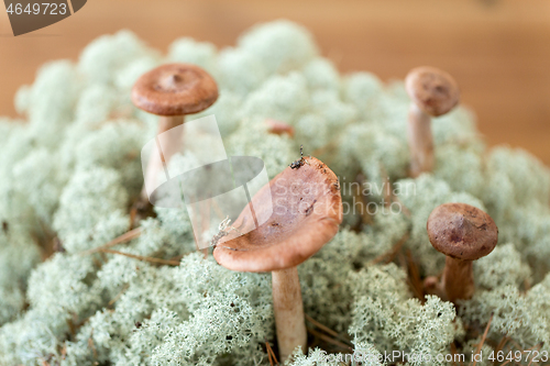 Image of lactarius rufus mushrooms in reindeer lichen moss