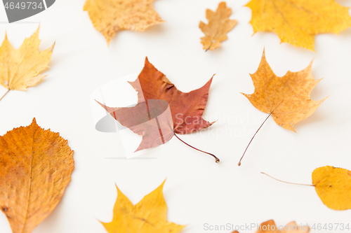 Image of dry fallen autumn leaves on white background