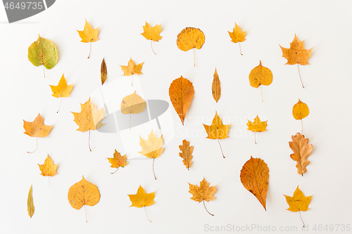 Image of dry fallen autumn leaves on white background