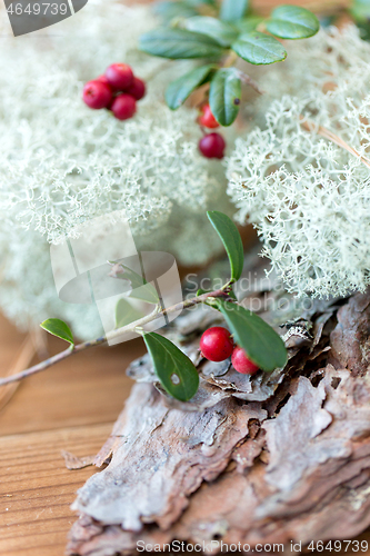 Image of close up of cowberry and reindeer lichen moss