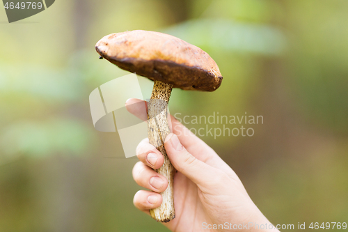 Image of close up of female hand with mushroom in forest