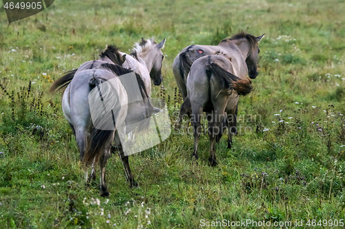 Image of Wild horses grazing in the meadow on foggy summer morning.