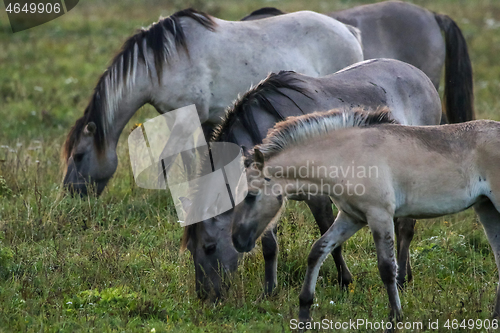 Image of Wild horses grazing in the meadow on foggy summer morning.