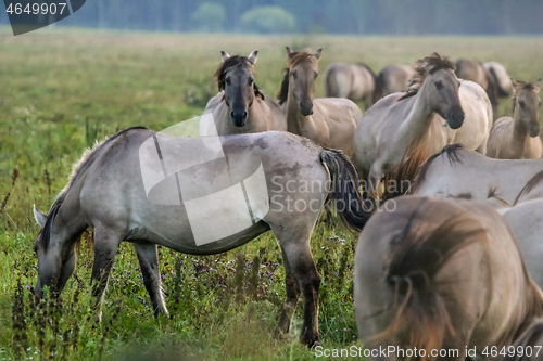 Image of Wild horses grazing in the meadow on foggy summer morning.