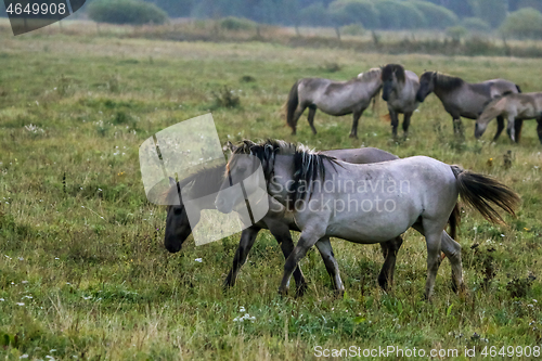 Image of Wild horses grazing in the meadow on foggy summer morning.