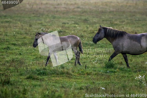 Image of Wild horses grazing in the meadow on foggy summer morning.