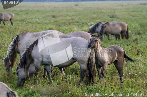 Image of Wild horses grazing in the meadow on foggy summer morning.