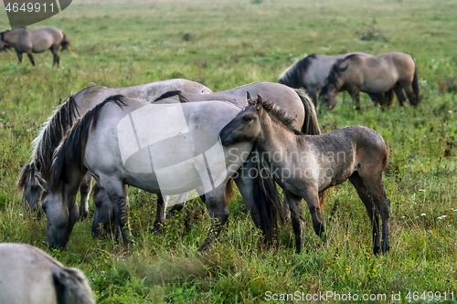 Image of Wild horses grazing in the meadow on foggy summer morning.