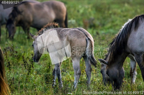 Image of Wild horses grazing in the meadow on foggy summer morning.