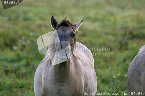 Image of Portrait of horse grazing in the meadow on foggy summer morning.