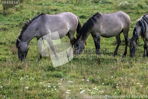 Image of Wild horses grazing in the meadow on foggy summer morning.