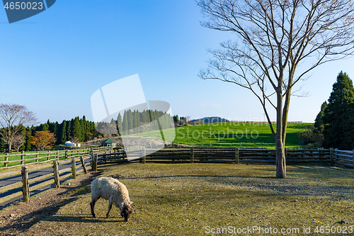 Image of Takachiho Farm