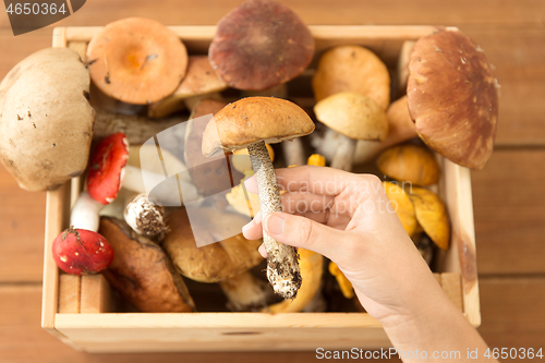 Image of hand holding boletus over box of edible mushrooms