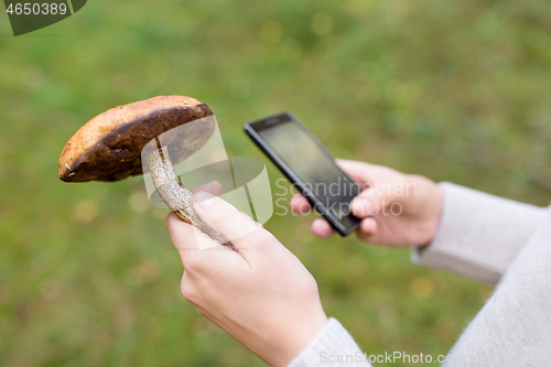 Image of woman using smartphone to identify mushroom