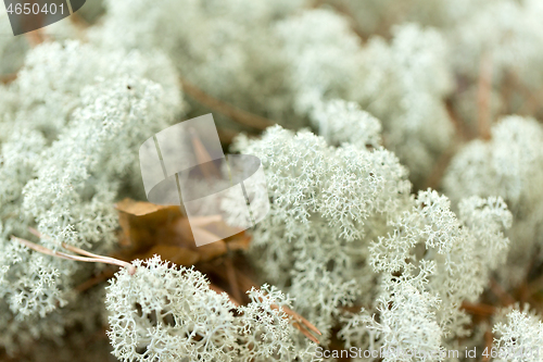 Image of close up of reindeer lichen moss