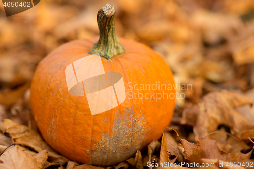 Image of pumpkin on foliage at autumn park