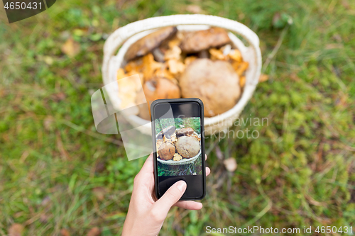 Image of close up of woman photographing mushrooms