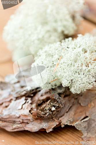 Image of close up of reindeer lichen moss on pine tree bark