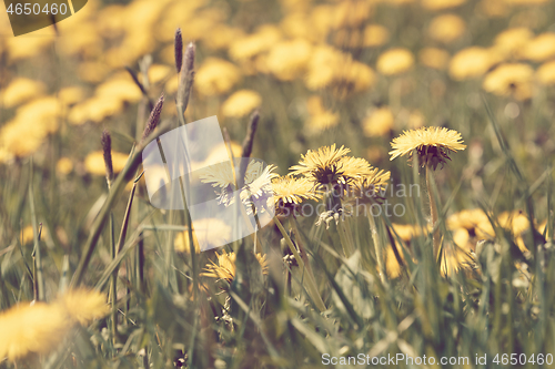 Image of Dandelion springtime meadow retro color