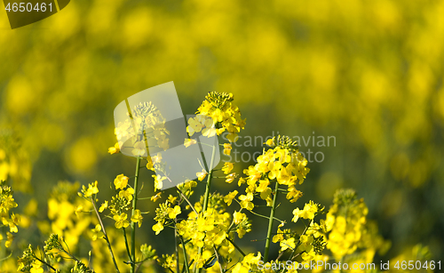 Image of Yellow rape field in spring